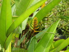 Heliconia librata