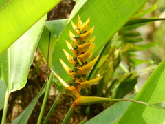 Heliconia librata