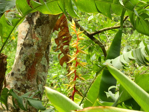 Heliconia spissa, photograph 5