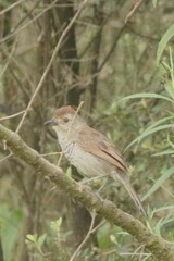 Rufous-Capped Antshrike photo 3