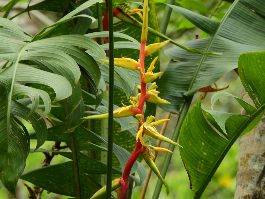 Heliconia spissa; photograph (c) Diana Fuentes, some rights reserved (CC BY-SA)
