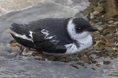 Little Auk photo 2