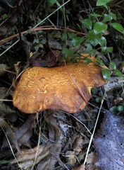 Austropaxillus