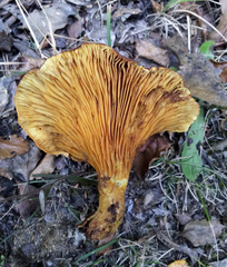 Austropaxillus