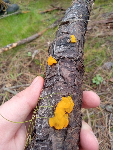 iNaturalist observation photo of Orange Jelly Spot