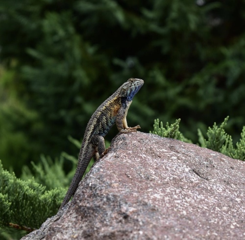 Horrible Spiny Lizard