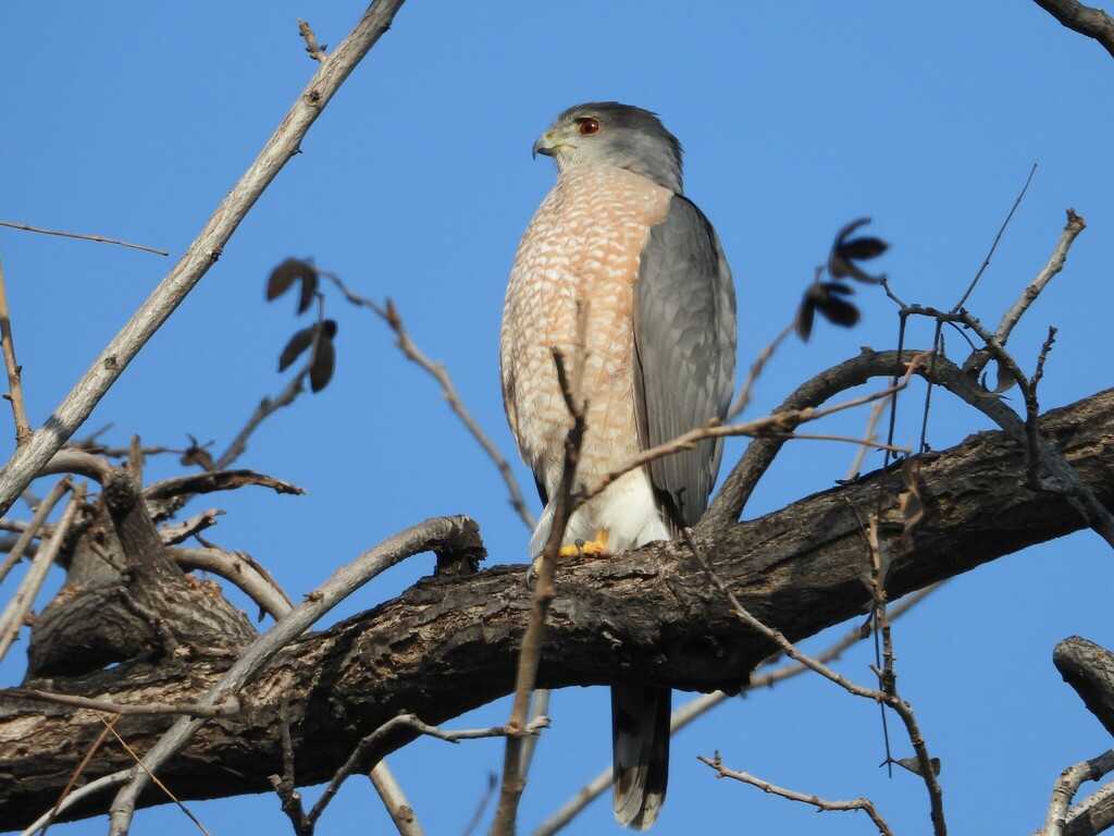 Cooper's Hawk from .Chapulin on January 27, 2024 at 0931 AM by Rocio