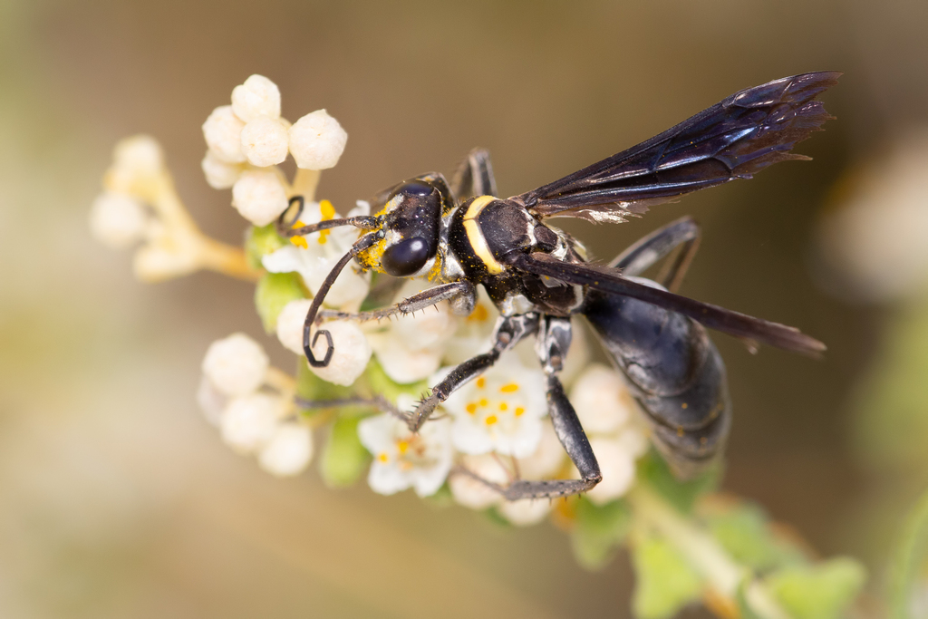 Anoplius inauratus