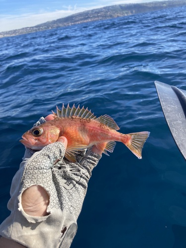 Halfbanded rockfish (Sebastes semicinctus) — Sebastidae — 3