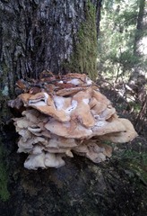 Bondarzewia kirkii