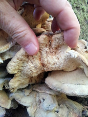 Bondarzewia kirkii