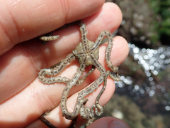 Amphiodia occidentalis