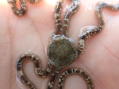 Amphiodia occidentalis