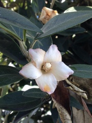 Lagunaria