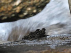 Amolops hongkongensis