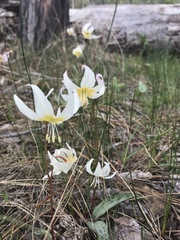 Erythronium citrinum
