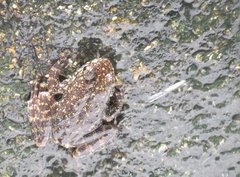 Amolops hongkongensis