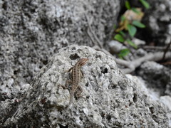 Sceloporus teapensis