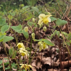 Epimedium × versicolor