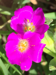 Calandrinia menziesii