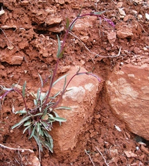 Penstemon utahensis