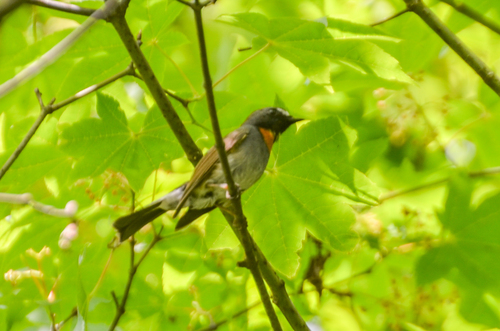 Rufous-gorgeted Flycatcher (Ficedula strophiata), photo 3
