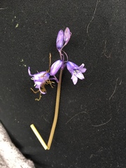 Hyacinthoides non-scripta