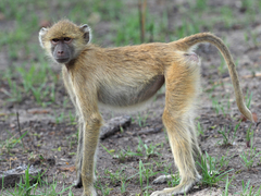 Kinda Baboon photo 2