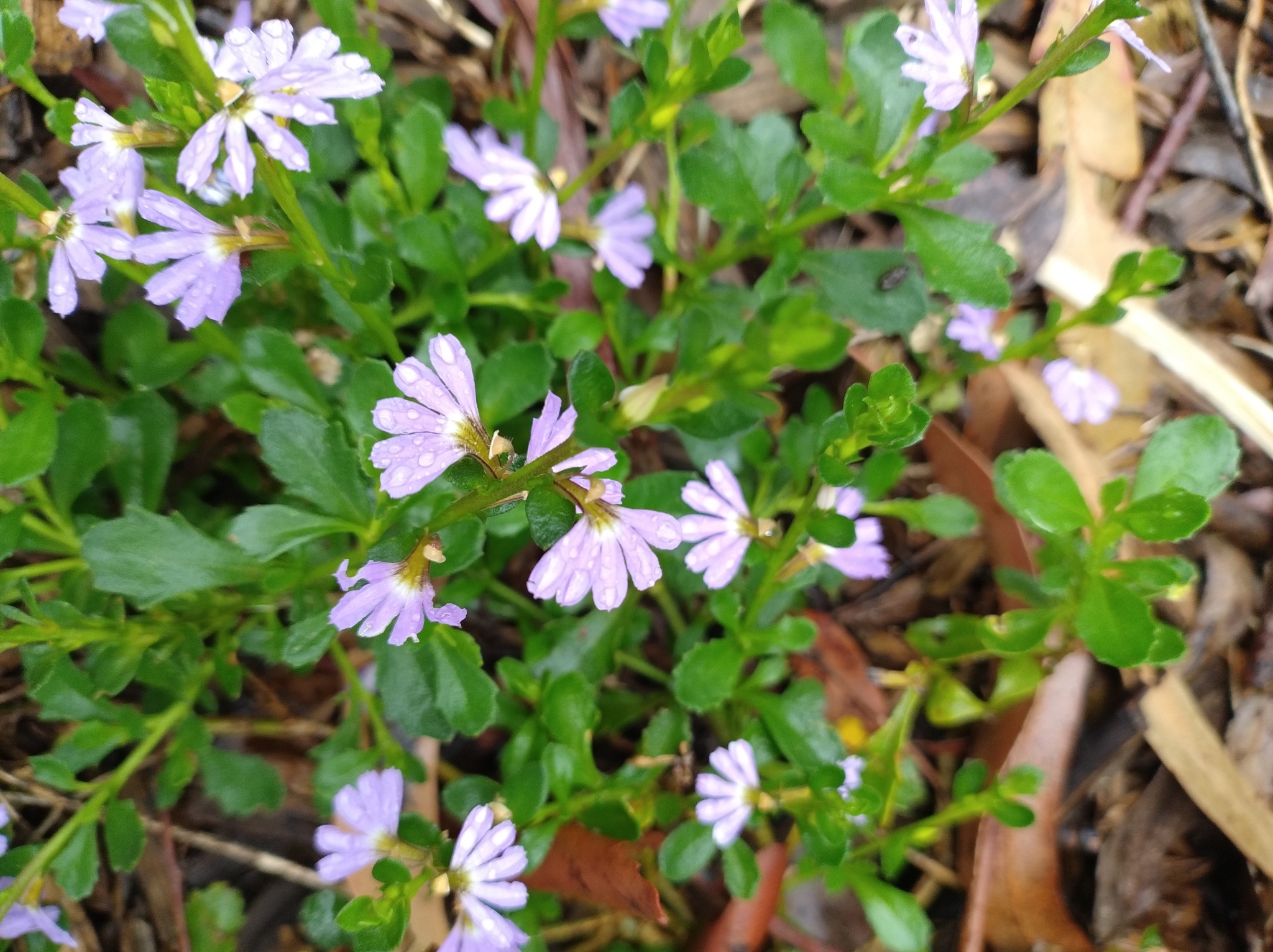 Imagem de Scaevola