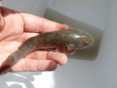 Gillichthys mirabilis