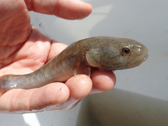 Gillichthys mirabilis