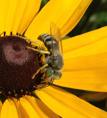 Bembix americana comata