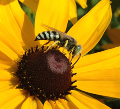 Bembix americana comata