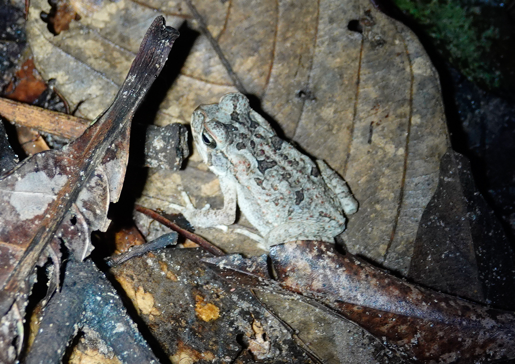 Cane Toad from Iwokrama Forest Reserve Lethem to Georgetown Road ...