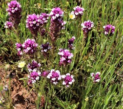 Castilleja densiflora gracilis