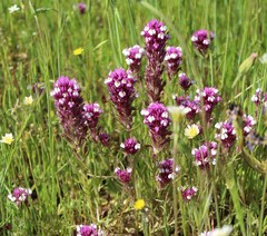 Castilleja densiflora gracilis