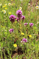 Castilleja densiflora gracilis
