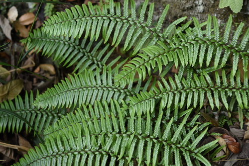 Polystichum otophorum