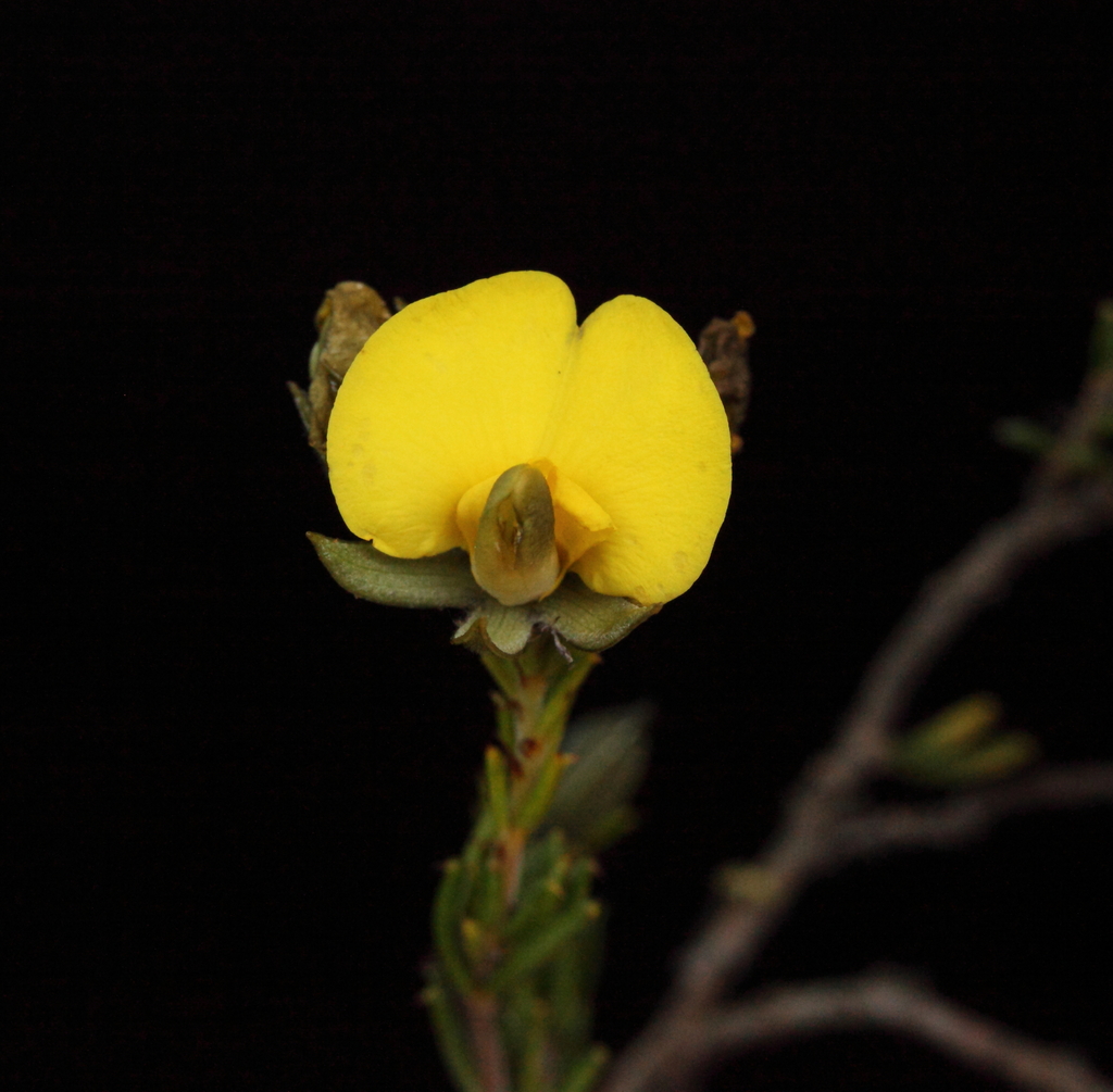 Gompholobium baxteri
