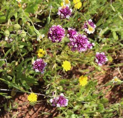 Castilleja densiflora gracilis