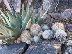 Escobaria organensis