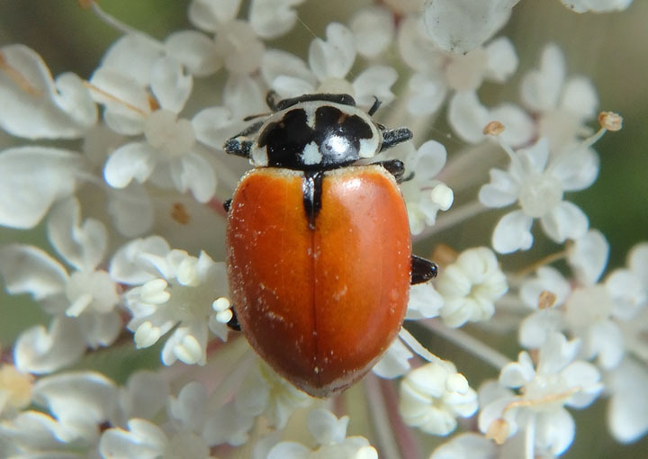 Crescent Lady Beetle