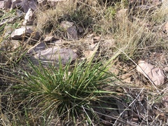 Elymus longifolius