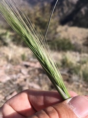 Elymus longifolius