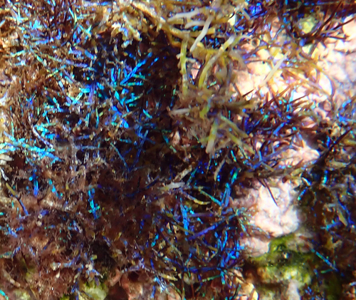 Coelothrix irregularis observed 2024-01-25