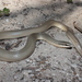 Conophis lineatus concolor - Photo 由 Daniel Durán Arceo 所上傳的 (c) Daniel Durán Arceo，保留部份權利CC BY-NC