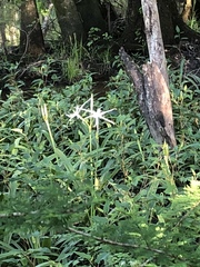 Hymenocallis choctawensis