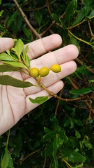 Alyxia spicata