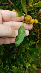 Alyxia spicata