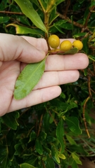 Alyxia spicata